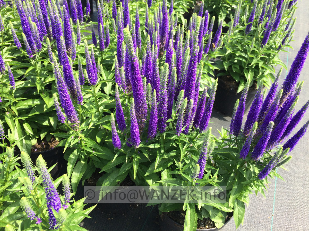 Veronica spicata Royal Candles.JPG